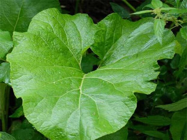 Burdock leaves for pain relief compress for back osteochondrosis