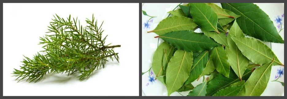 Juniper and bay leaves as part of the ointment will help relieve pain in osteochondrosis